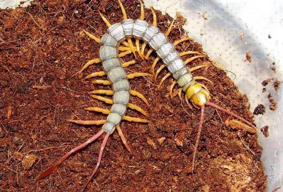世界上剧毒蜈蚣, 尾巴上长着羽毛, 普通人难得一见