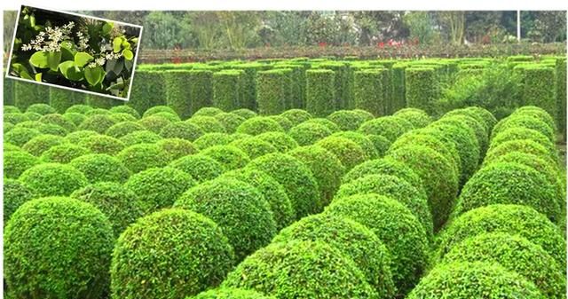 你是什么球细数园林绿化中优秀的球类苗木