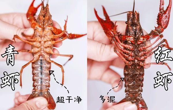挑龙虾的时候,选青虾还是红虾?听听老板说的,下次别挑错了!