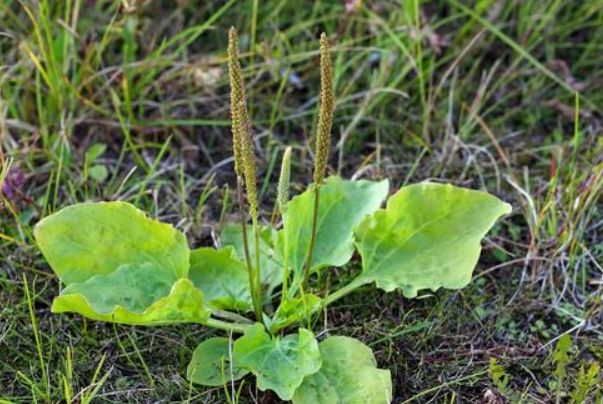 常吃路边的一种野菜,对关节炎还有奇效|车前草|关节炎|痛风_新浪新闻