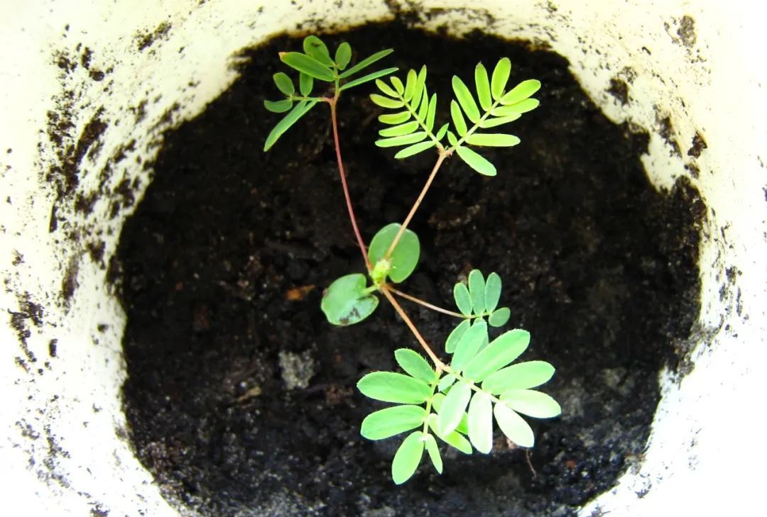 含羞草被当杂草,为啥还会变成流行而有趣的盆栽植物|含羞草|盆栽|杂草
