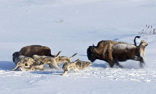 老狼靠前,母幼狼在中间,狼王断后:狼群的组织能力堪比军队