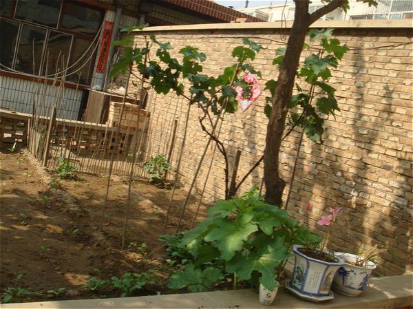 农村俗语:"院中树一片,妻儿不相见",啥意思?庭院种树有说法