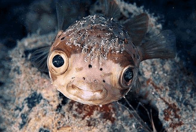 渔民捕到一只怪鱼面目狰狞细看后果断放生