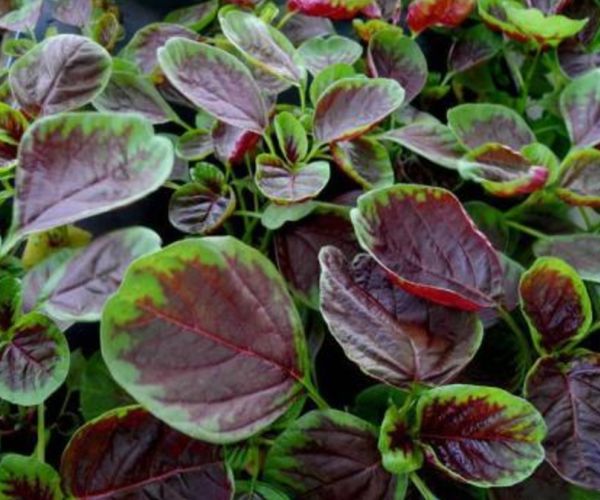 野菜中的"4金刚",堪称"天然钙片",春季遇到别错过