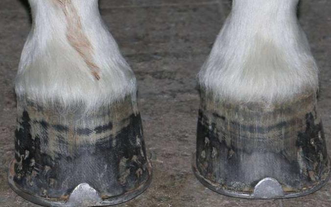 马为什么非得打马蹄铁没有钉马掌的马脚趾最后都成了这幅惨样