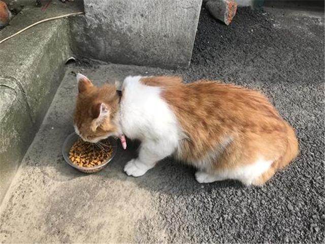 铲屎官投喂几天后,橘猫竟承包了整家店