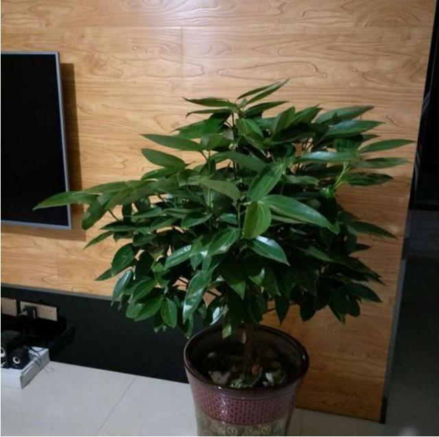 赛亚麻是一种茄科赛亚麻属下的一种草本植物,它的植株高度大概在十五
