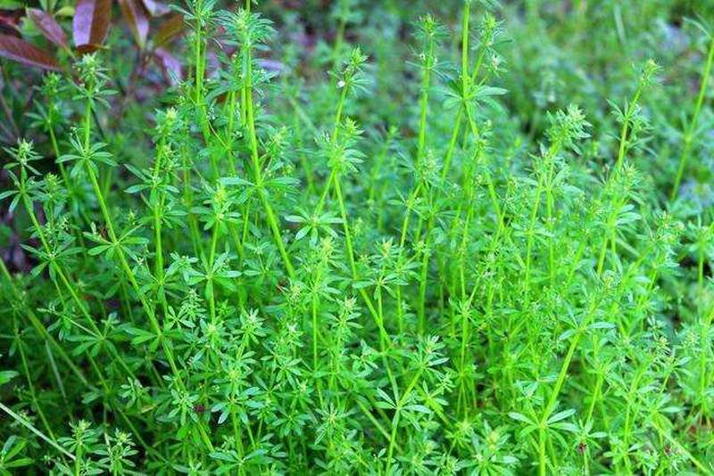 农田里成片长,曾被农民费力铲除,如今被当餐桌美味|猪殃殃|农民|杂草