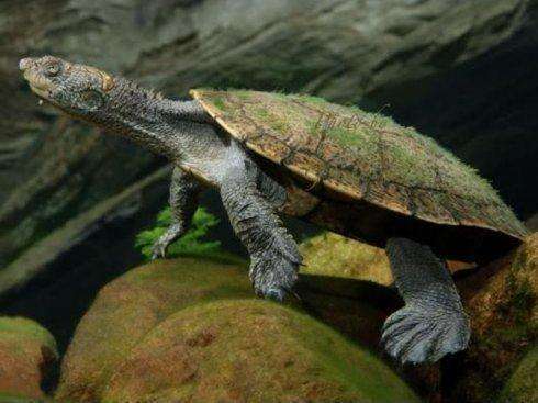 史上最"庞大"的海龟,体重达到2吨,现在已经彻底灭绝!