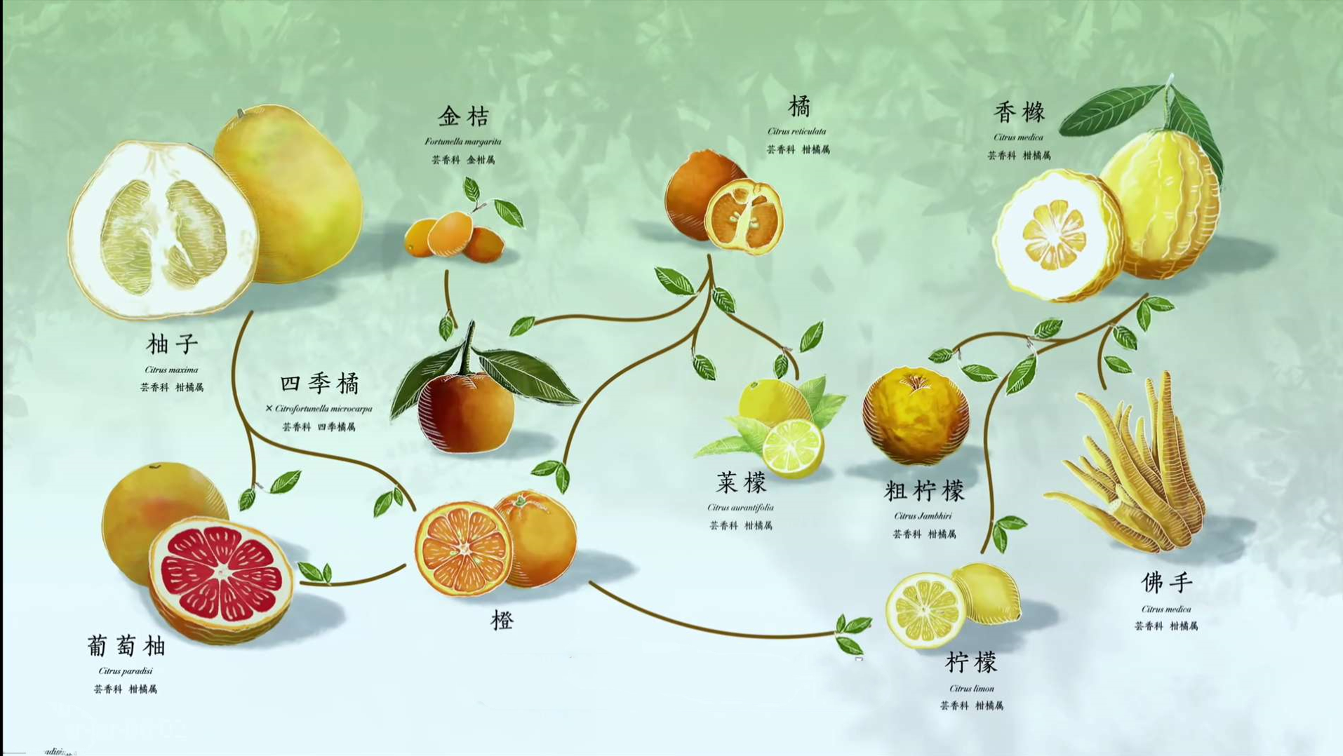 中国的果树千千万,为何橘子树成了屈原眼里"最美好的树"?