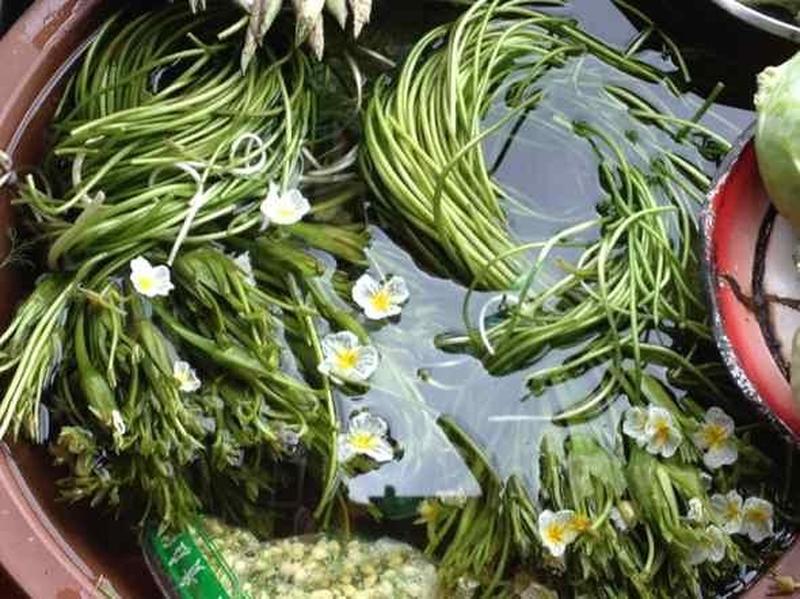 云贵地区的湖泊,水渠,池塘或水田中;波叶海菜花的叶子差异较大,可为