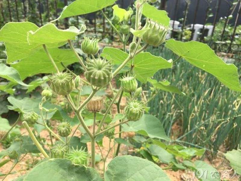 孩子比较当回事,以前也没有啥零花钱买糖果,基本都是往山上跑去摘野果