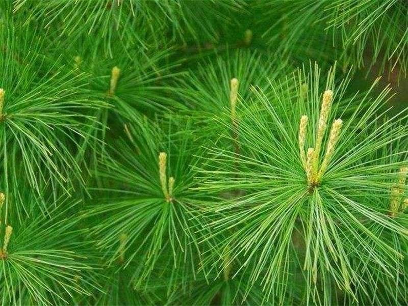 春季最幼嫩,营养价值高,加工后卖高价,却常被拿去喂鸡|松针|松树|松针