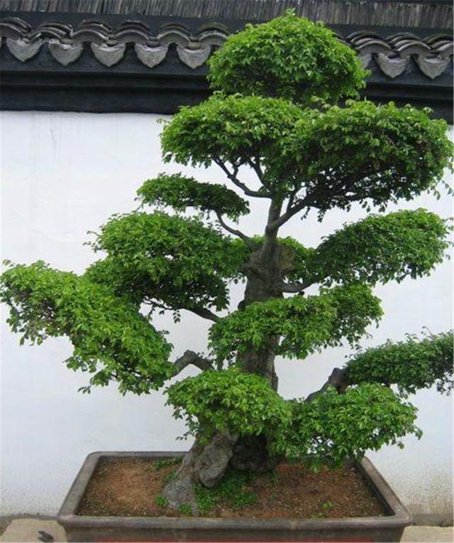 大叶家榆是盆景界中的"乡巴佬"?养护做好"4要点",秀雅精致