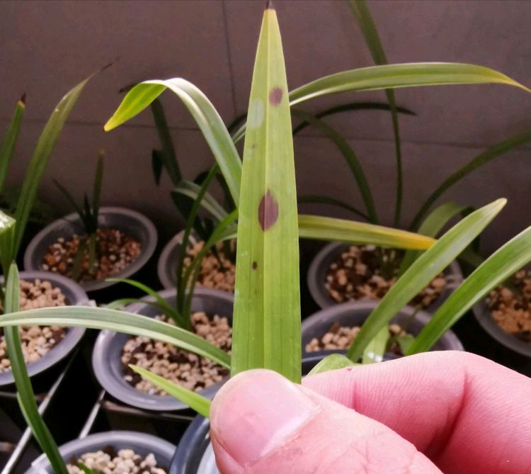 炭疽病|兰花|病虫害_新浪新闻