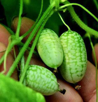 世界上最小的迷你西瓜长度只有3cm你想尝尝吗