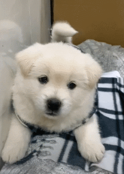 250_350竖版 竖屏gif 动态图 动图