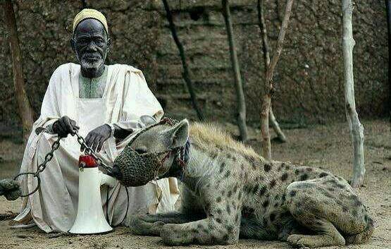 黑人将鬣狗当做宠物养,但为了防止被掏肛,鬣狗的嘴上全戴这个