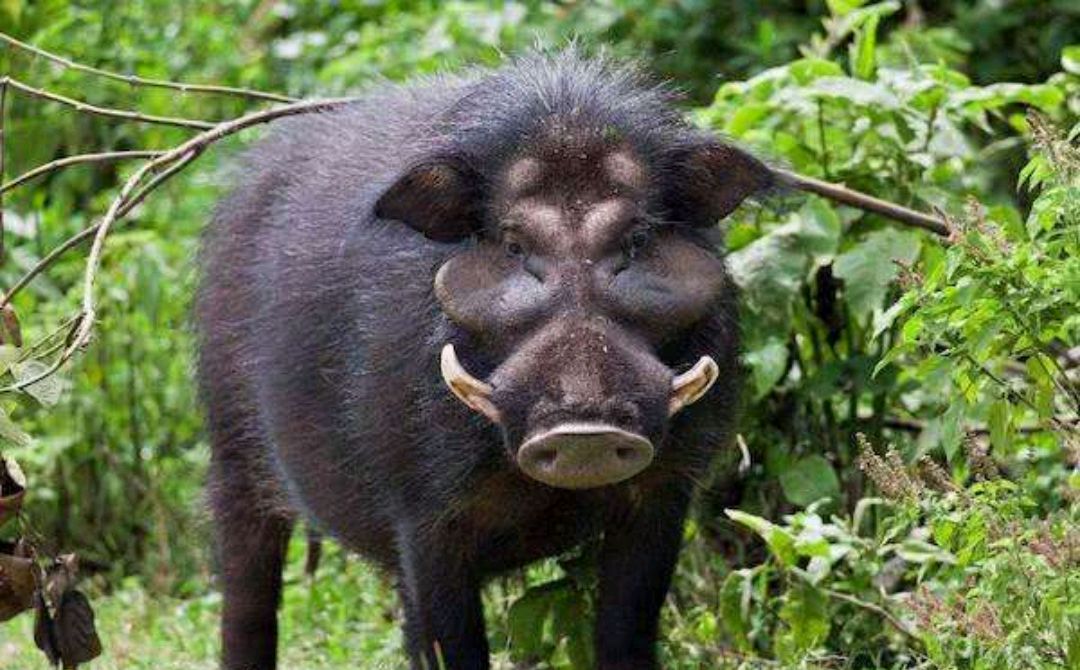 野猪对农田到底有多大的危害?老农控诉:看到糟蹋庄稼也不敢上前