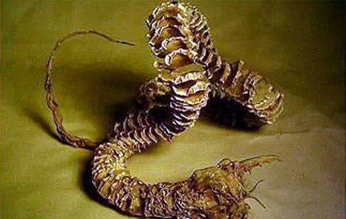 蒙古沙漠中的死亡之虫是否真实存在看看科学家是怎么说的