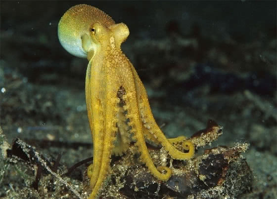 章鱼拥有3万组基因,比人类还多,令科学家担忧