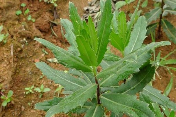 野菜中的4金刚被称为天然钙片孩子们多吃长得快