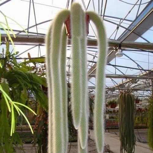 仙人掌嫁接猴尾柱伤口俩周就愈合一个月长50公分开满了红花