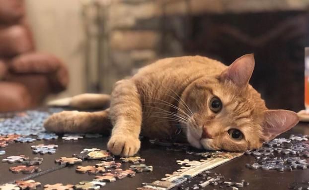 30只坏猫差点把主人气晕