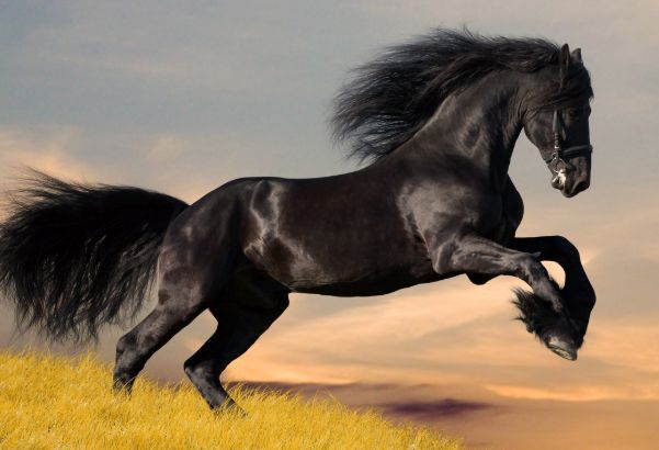 生肖马:古时候,将军的身下会有一匹烈马,带着将军驰骋沙场,因此,马会