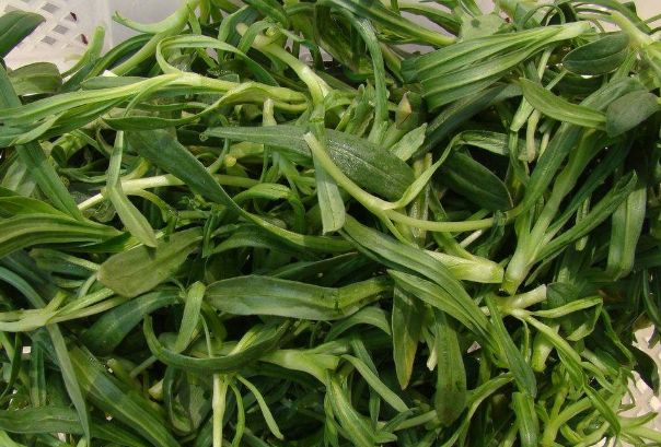 3种春季最抢手的野菜,清凉爽口,解油腻,城里人有钱也买不到