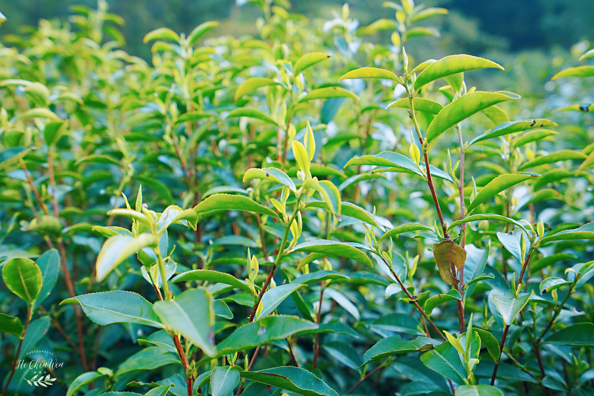浙江的江南茶祖不仅成就了西湖龙井而且还是江南茶文化源头