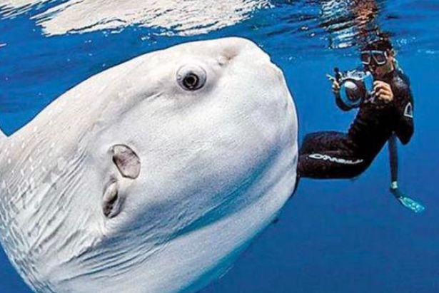 眼尖的网友可能一下子就能认出来,这种鱼的名字叫翻车鱼.