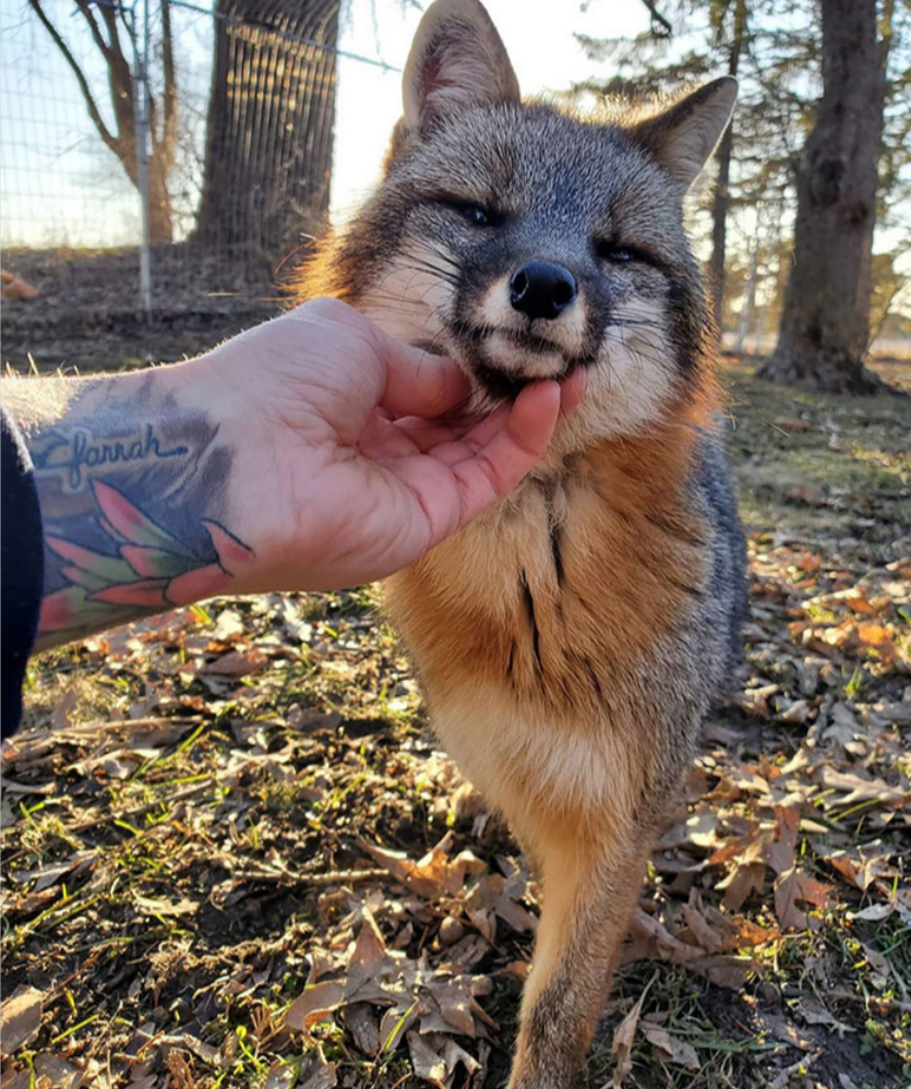 女子深受狐狸喜欢,还总被狐狸"捉弄",还真让人羡慕不已