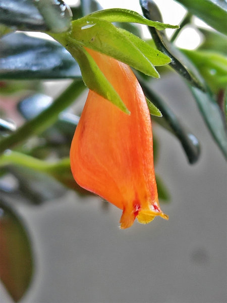 "水中鱼儿" 游上枝头 开出鲜花|枝头|金鱼花|鲜花_新浪网