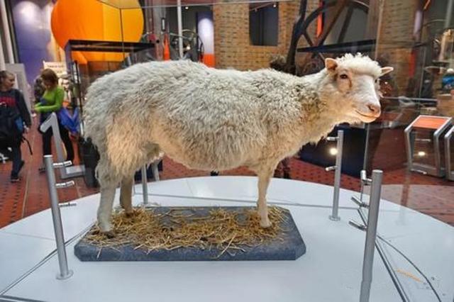 克隆羊多莉标本