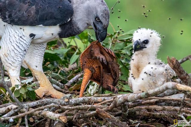 角雕面临危险森林砍伐是主要威胁