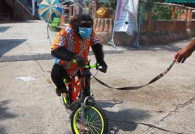 泰国猴子被迫骑车为动物园消毒戴口罩穿牛仔短裤背着消毒剂