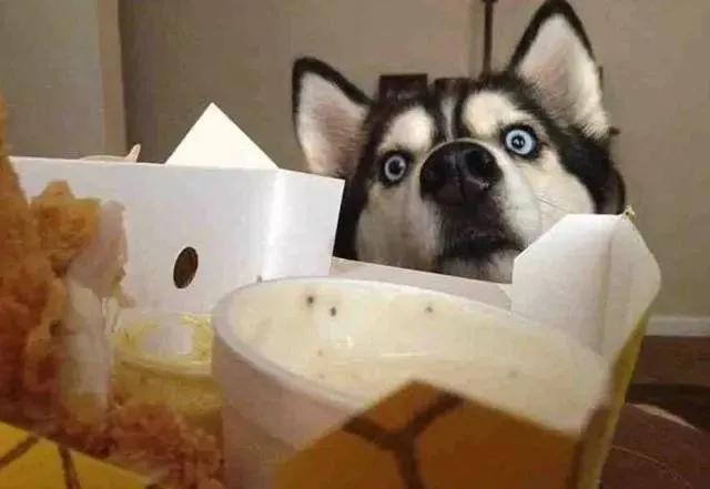 二哈去乡下撒欢,叼回家一个东西,主人看见头都大了!