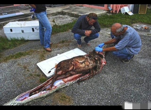 巨型缅甸蟒意外死亡,划开它的肚子后,这么一个庞然大物出现了!