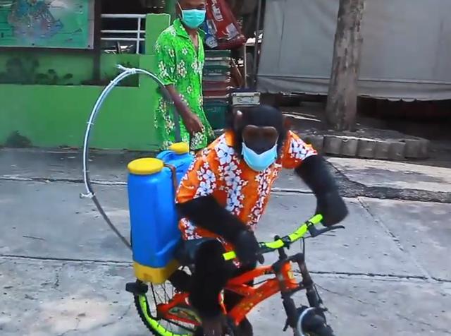 泰国猴子被迫骑车为动物园消毒戴口罩穿牛仔短裤背着消毒剂