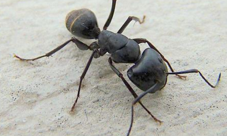 继人类之后,谁会是地球下一任霸主?