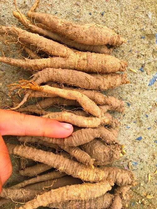 四叶参开花像铃兰花,价值高当成野山参,服盆快还能家养