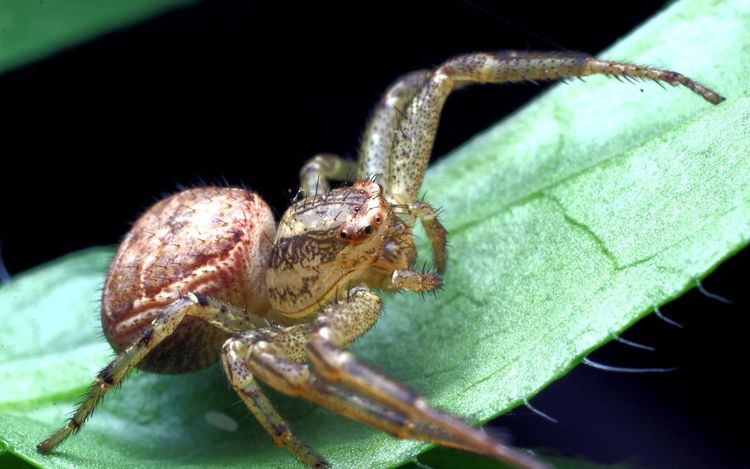 长得像螃蟹一样的蜘蛛蟹蛛为了食物可以说是六亲不认的