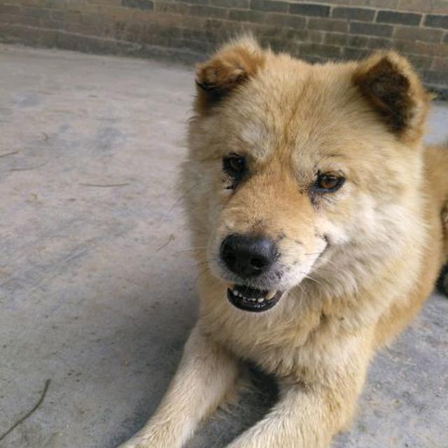 家里的土狗自己跑到山上打猎,带回来的东西吓的我不敢动!