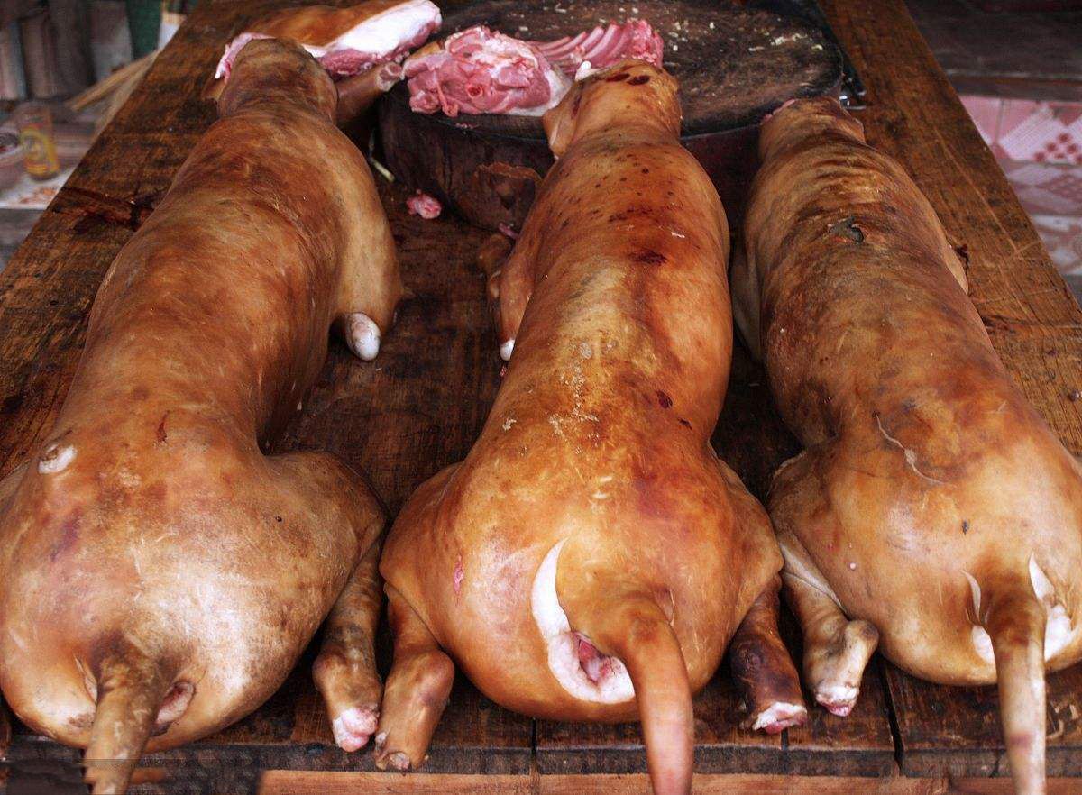 狗是人类伴侣应该禁食狗肉老农东西方文化差异大不可照搬