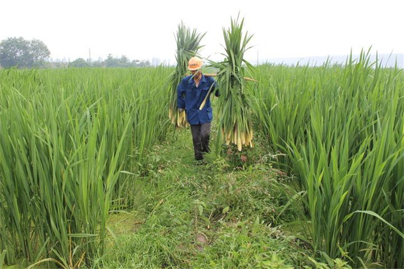 其实,这种植物的名字叫做茭白,别称为菰米,菰笋和茭草等.