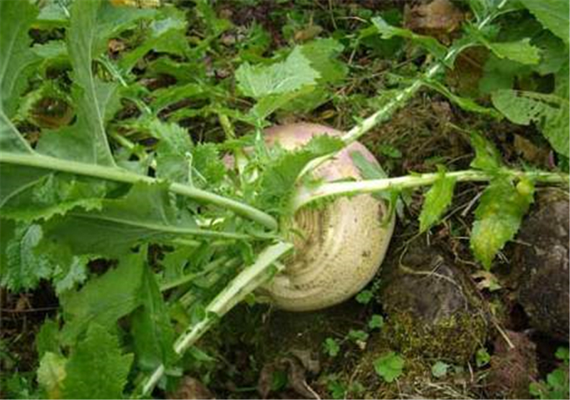 酷似萝卜,高原地区当菜吃,腌制过很美味,却常被用于喂猪|高原|芜菁