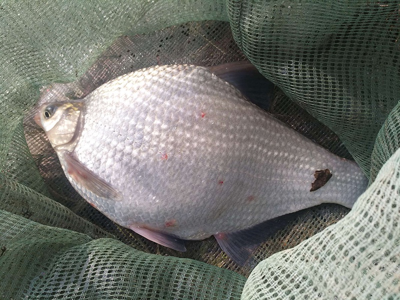 掌握1套用饵策略3套垂钓心得才能钓好傻鳊鱼