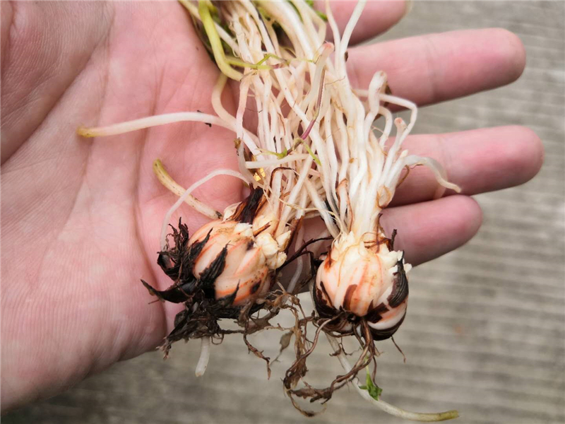 人称"三叶草",根部似萝卜,农村没人要,城里却大量种植